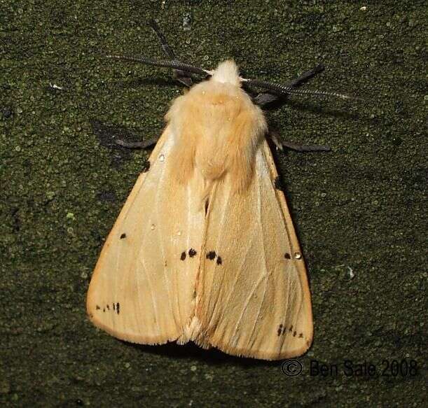 Spilosoma lutea Hüfnagel 1766 resmi