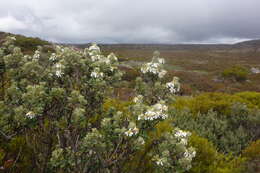 Image of Olearia odorata Petrie