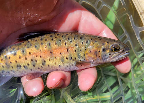 Image of Oncorhynchus clarki henshawi