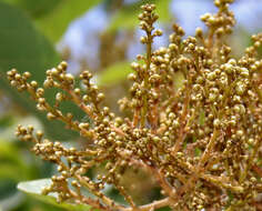 Image of threeleaf soapberry