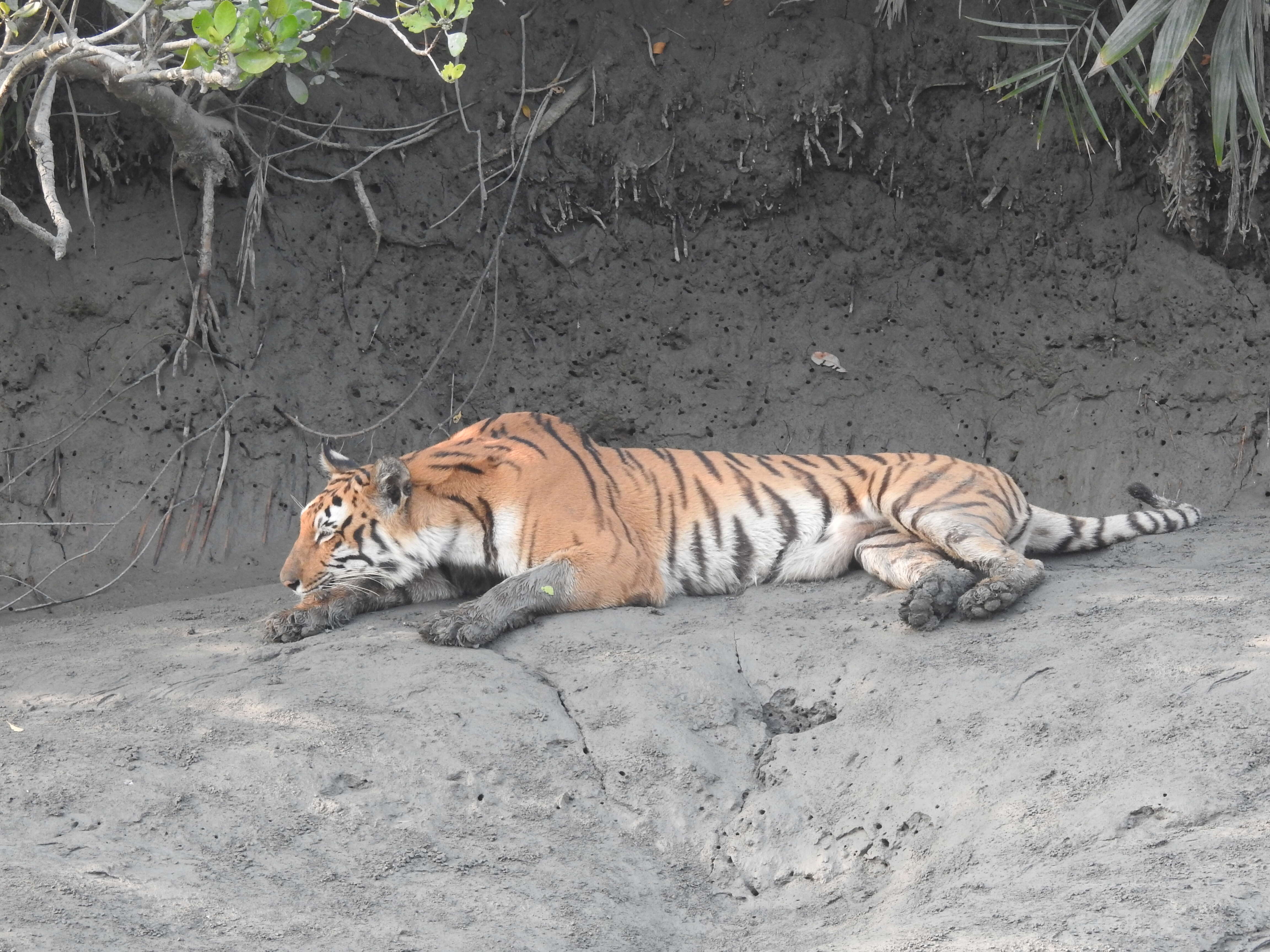 Image of Tiger