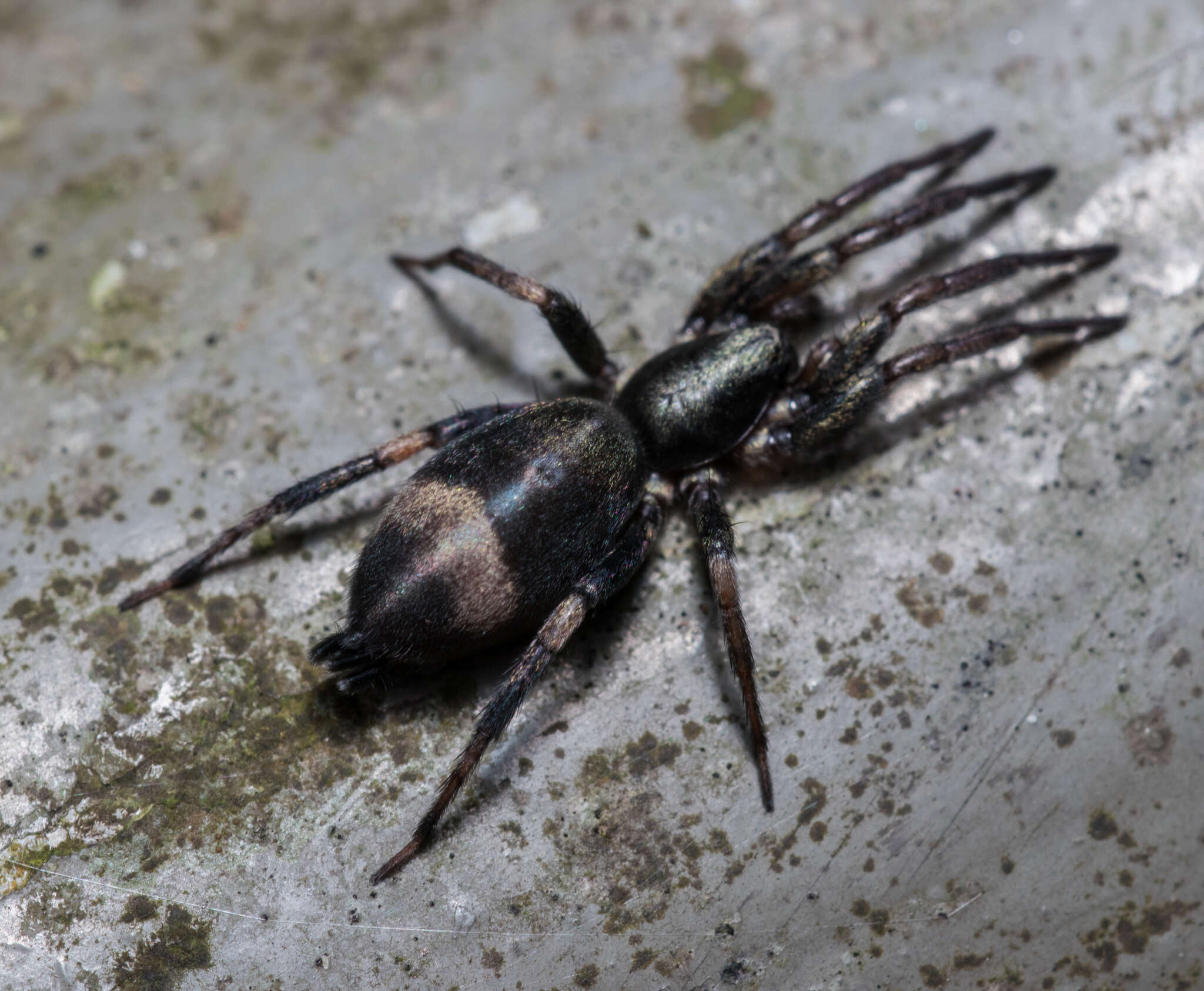 Image of ground spiders