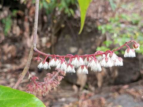 Image of elaeocarpus