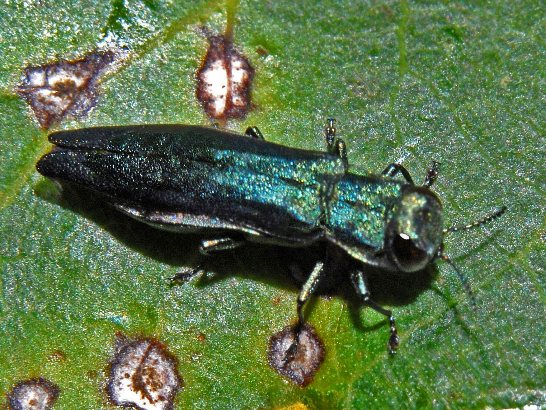 Imagem de Agrilus suvorovi Obenberger 1935