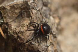 Image of Steatoda paykulliana (Walckenaer 1806)