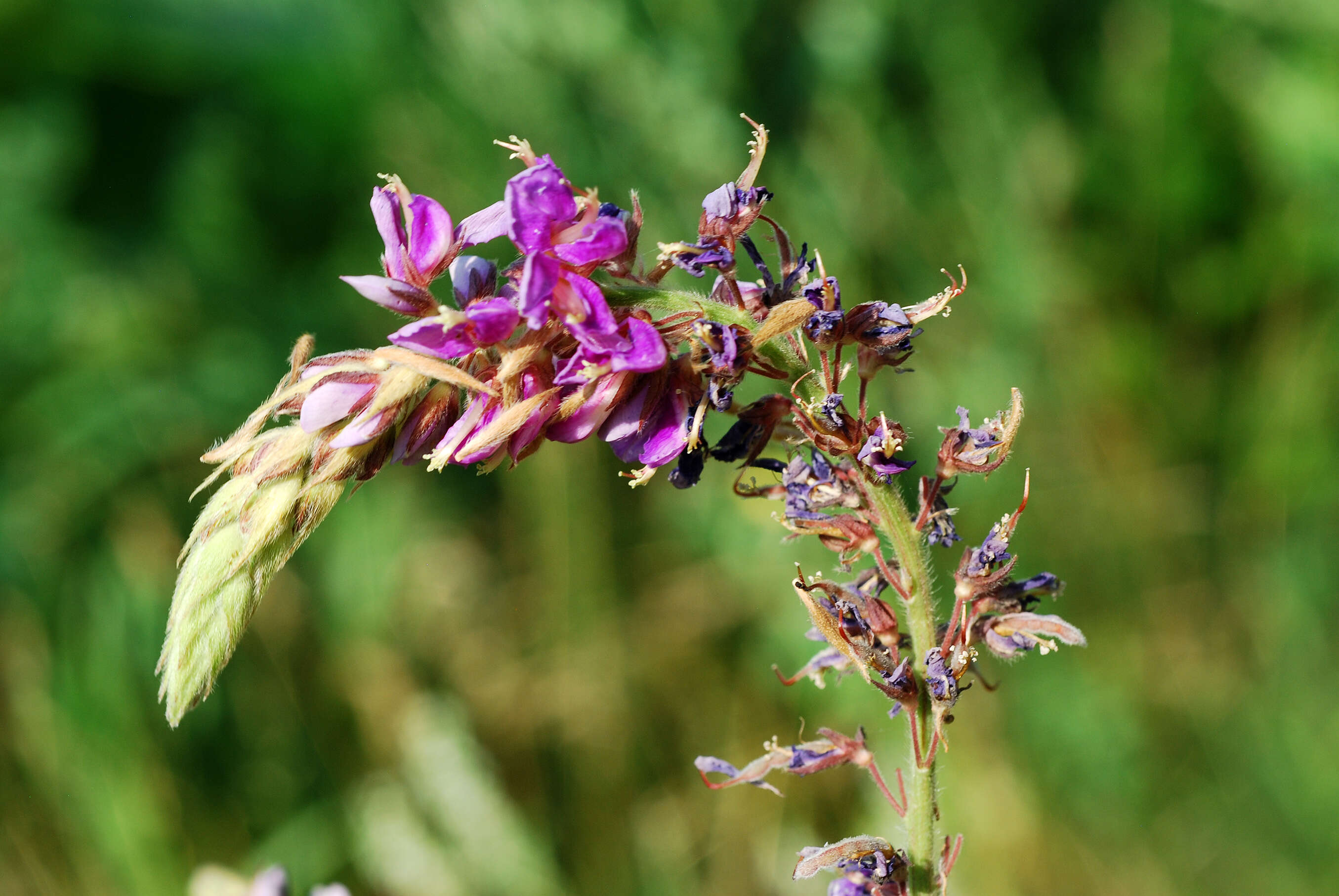 Image of showy ticktrefoil