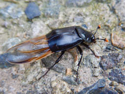 Image of Nicrophorus (Nicrophorus) concolor (Kraatz 1877)