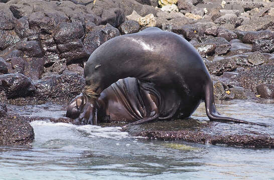 Image of Galapagos Sea Lion