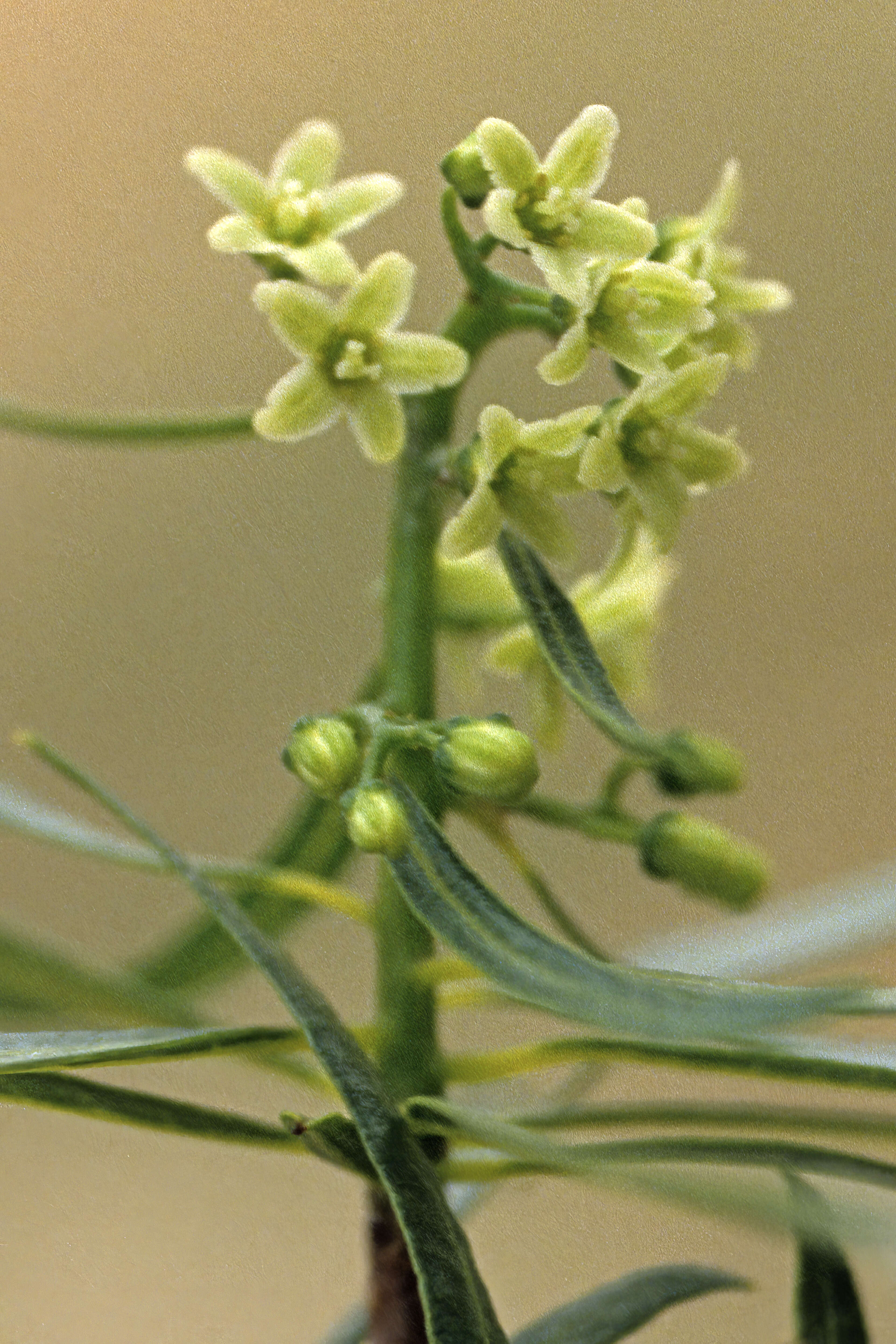 Слика од Ozoroa namaquensis (Sprague) I. von Teichman & A. E. van Wyk