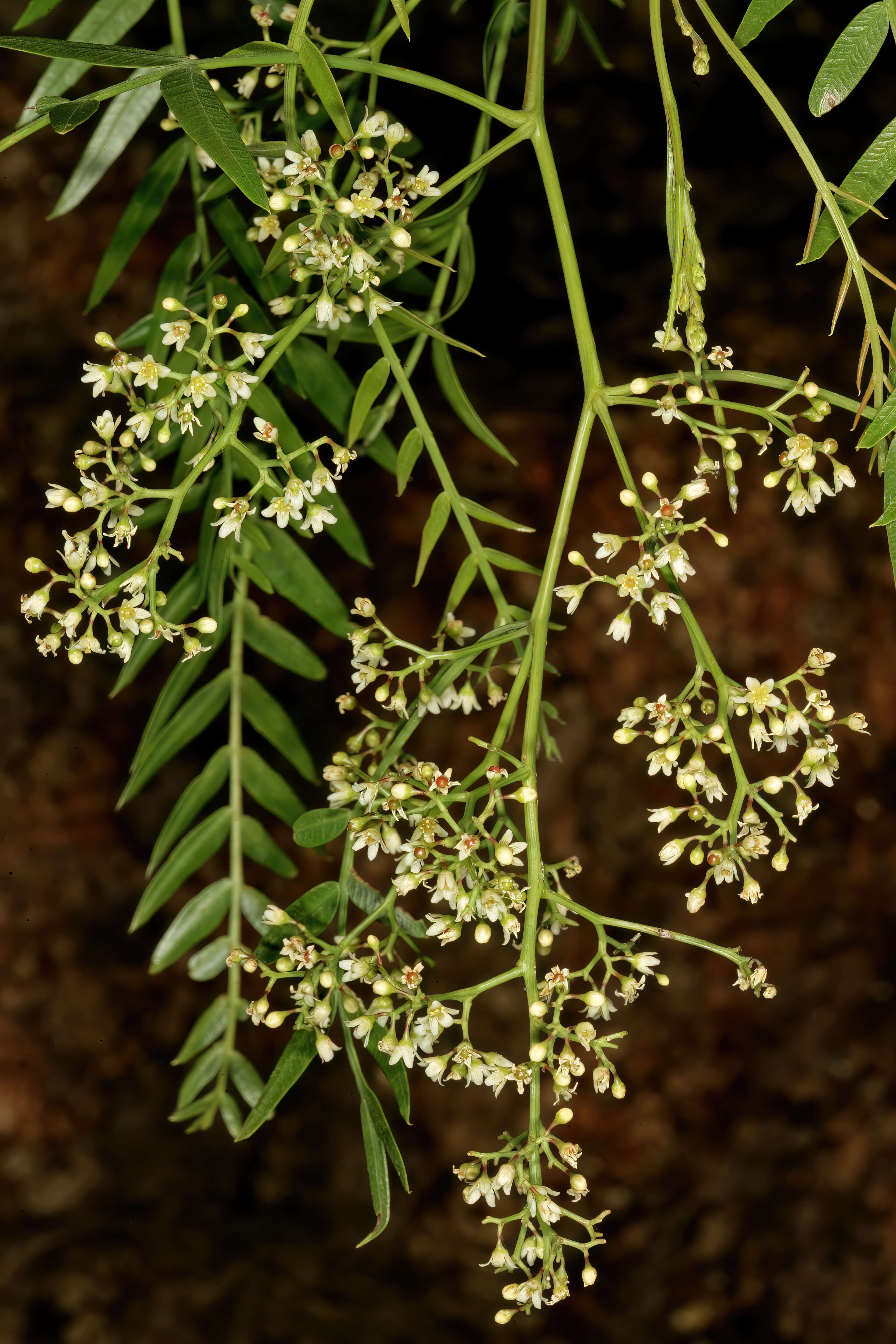 Image of Peruvian peppertree