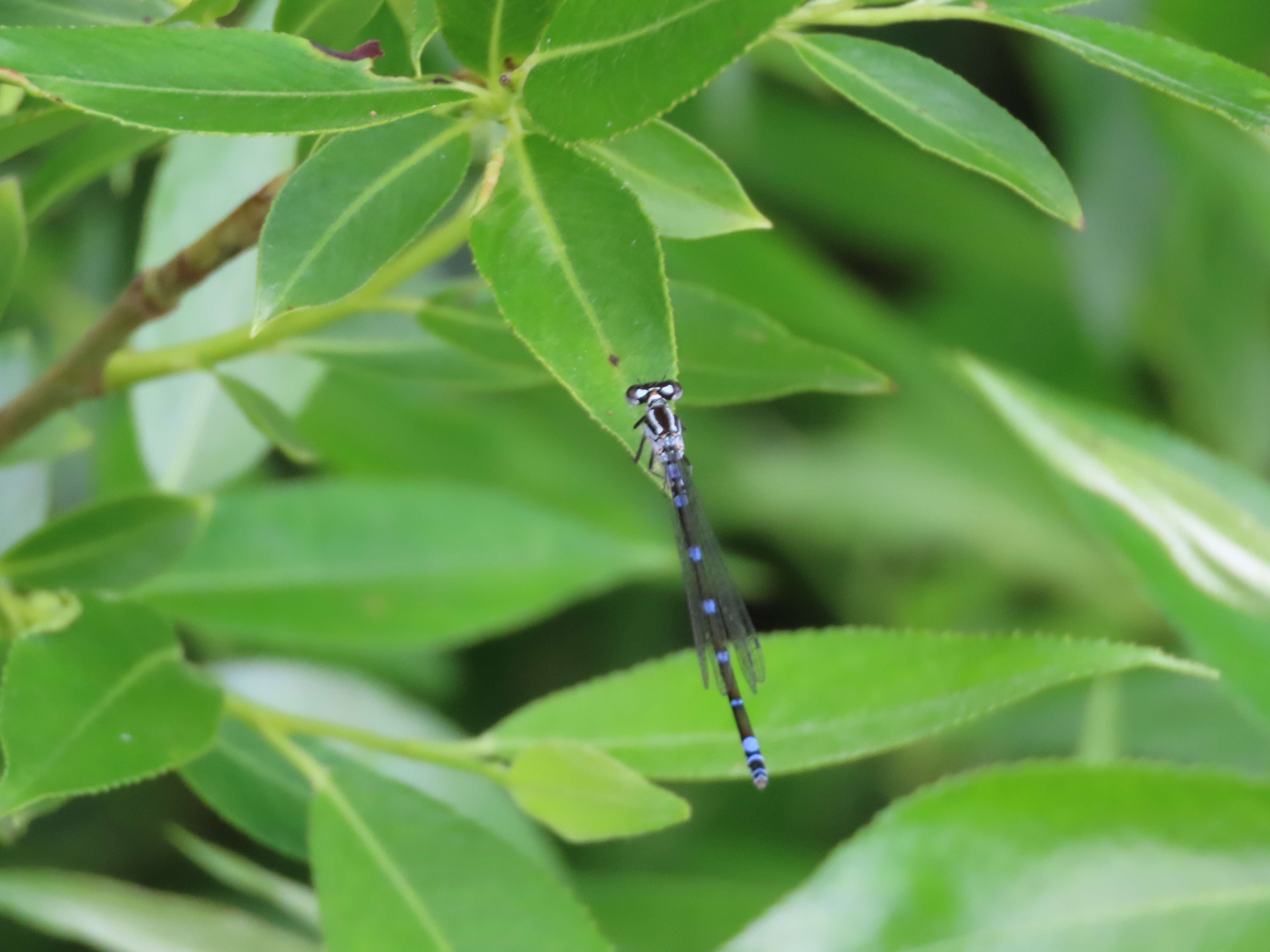 Imagem de Coenagrion pulchellum (Vander Linden 1825)