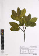 Image de Artocarpus hypargyreus Hance ex Benth.