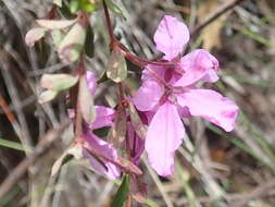 Image of Tetratheca shiressii Blakely