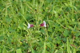 Image of Centranthera indica (L.) Gamble