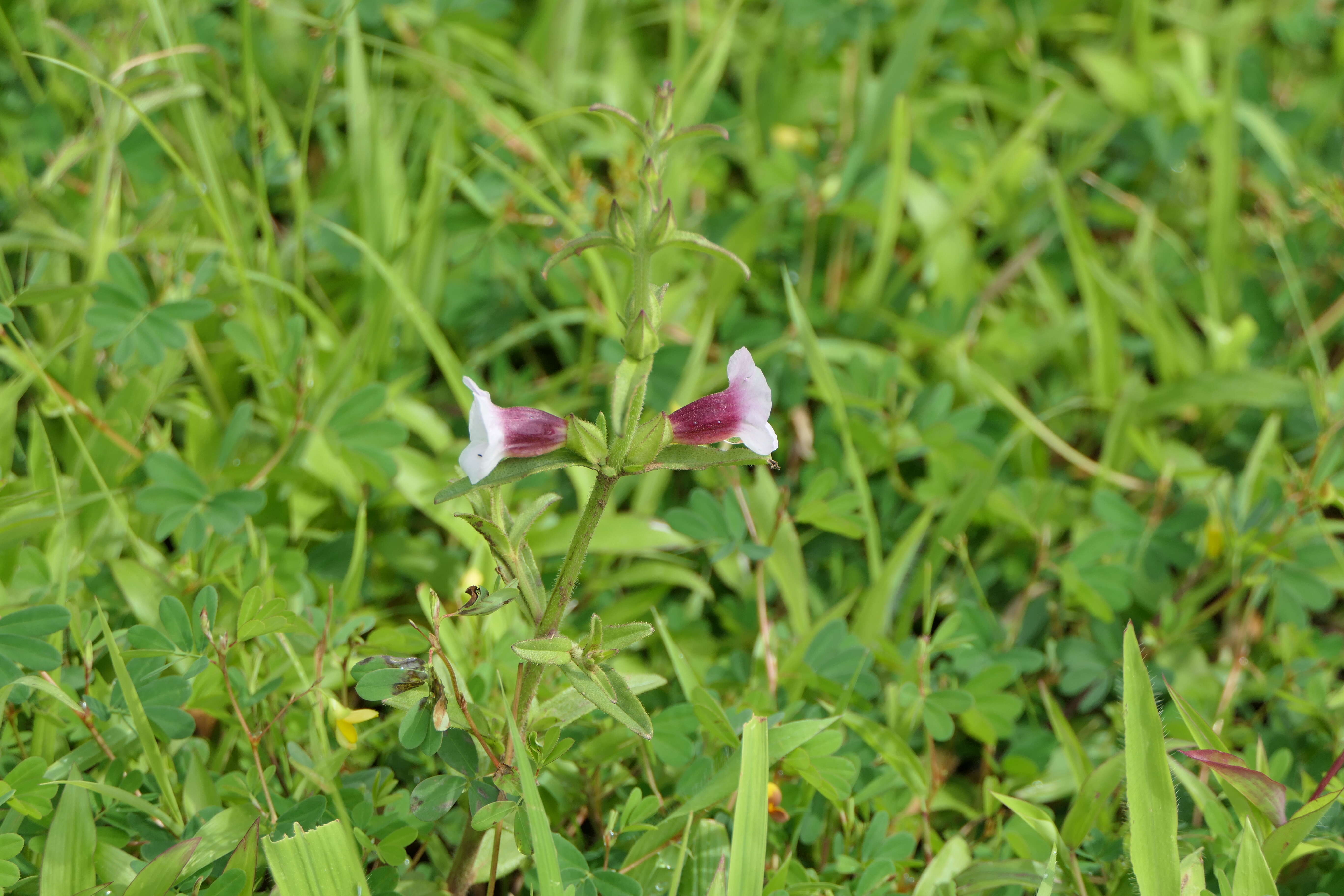 Image of Centranthera indica (L.) Gamble