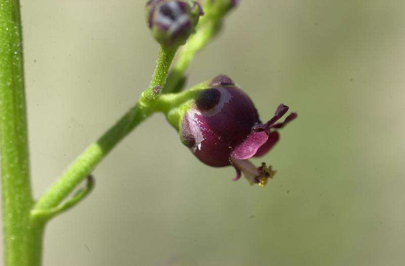 Scrophularia canina L. resmi