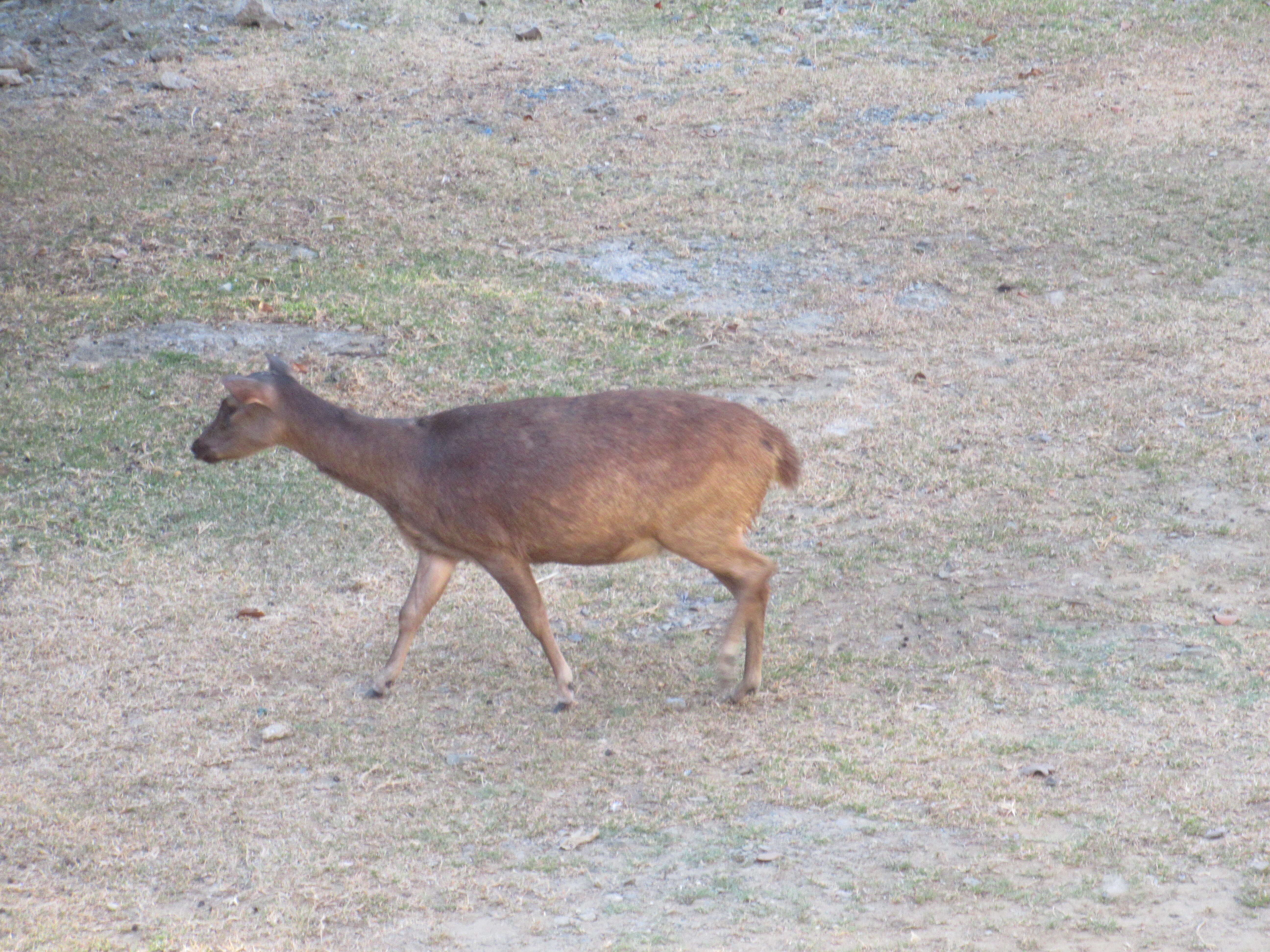 Image of Philippine Brown Deer