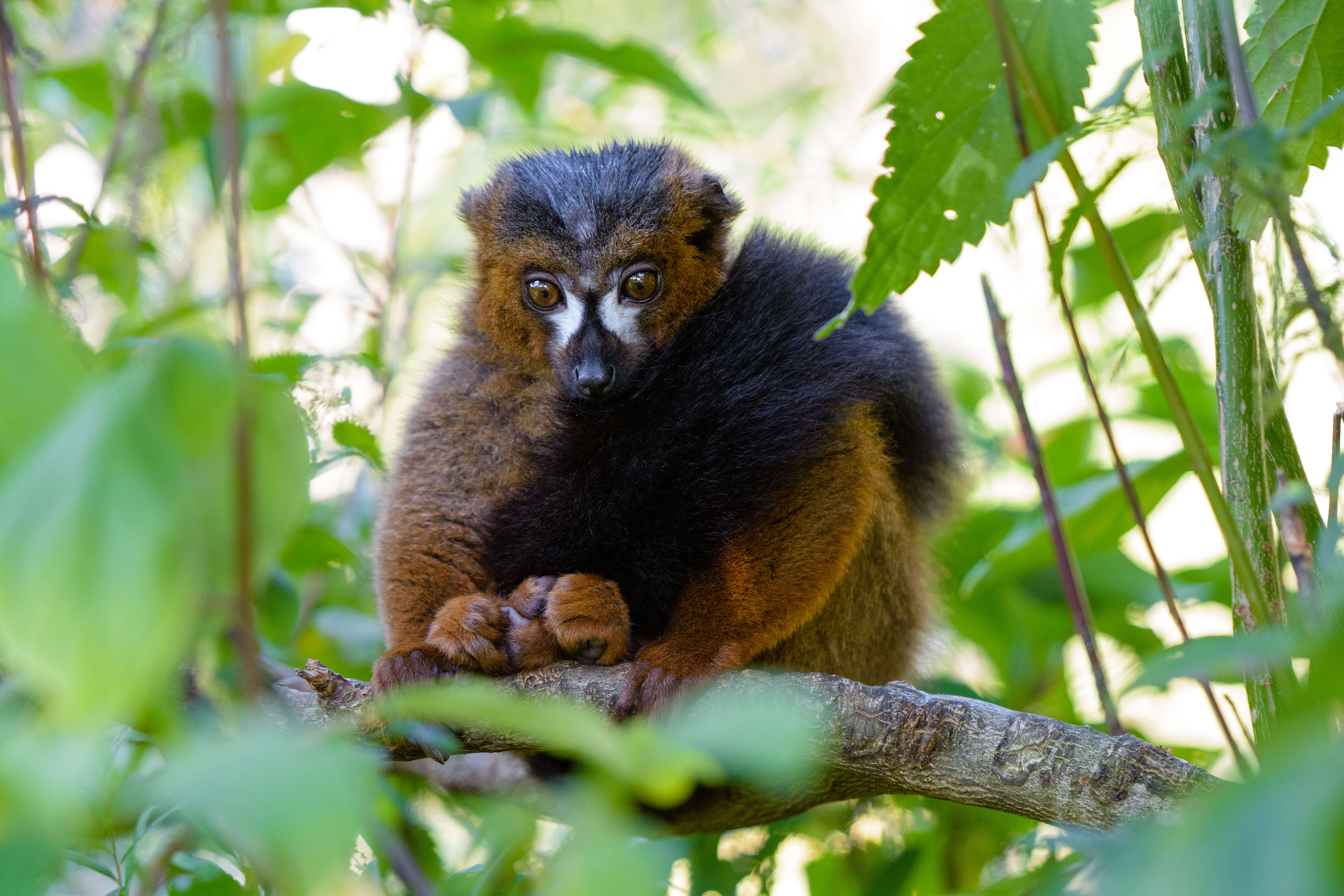 Image of Red-bellied Lemur