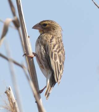 Image of Red Bishop