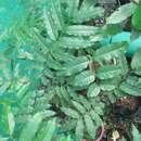 Image of Koordersiodendron pinnatum (Blanco) Merr.