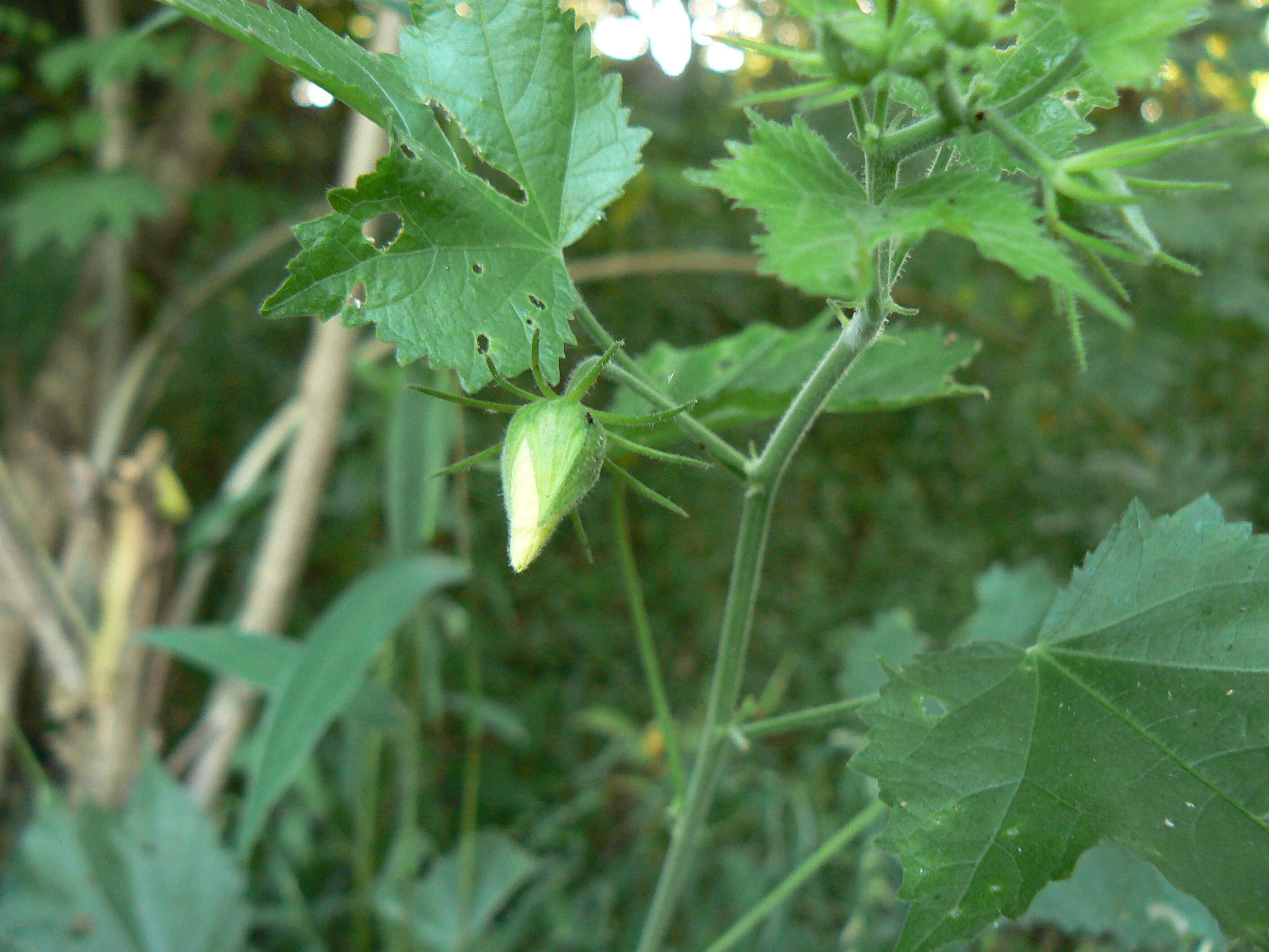 Hibiscus vitifolius L.的圖片