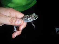 Image of Pinos robber frog