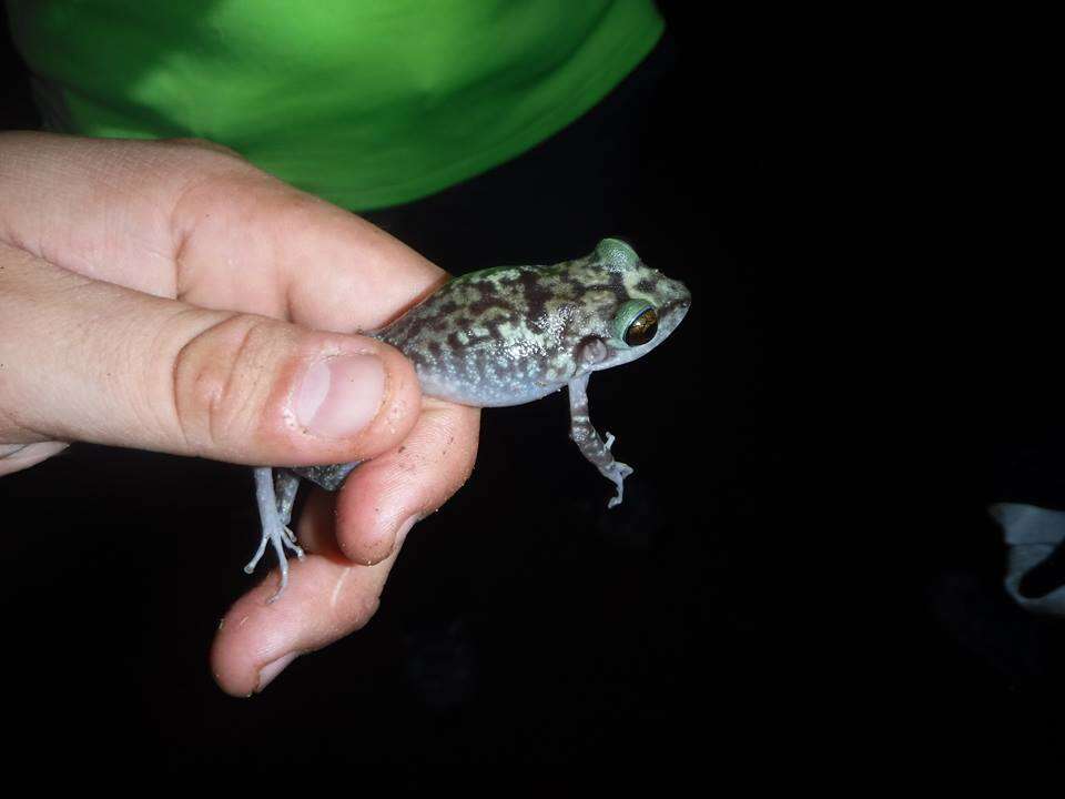 Image of Pinos robber frog