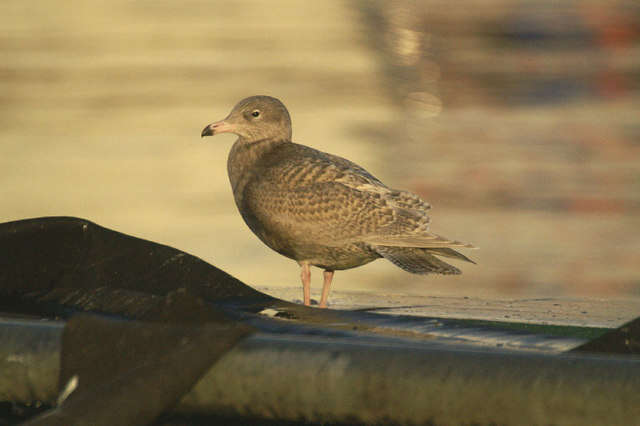 Image of Glaucous Gull