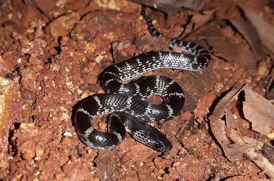 Image of Travancore Wolf Snake