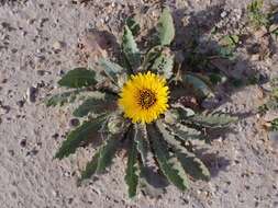 Image of False sowthistle