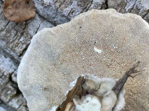 Image of Trametes hirsuta (Wulfen) Lloyd 1924