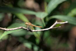 Image of Neurothemis intermedia (Rambur 1842)