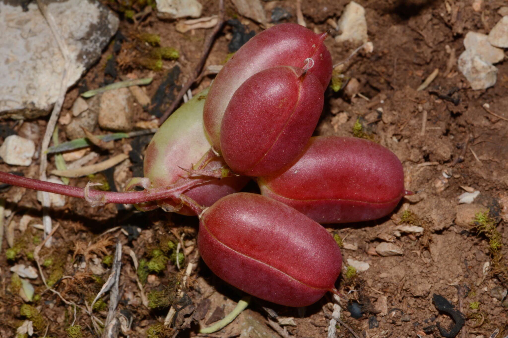 صورة Astragalus bibullatus Barneby & E. L. Bridges