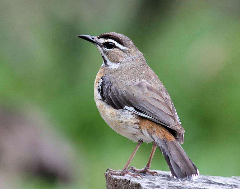 Image of Bearded Scrub Robin