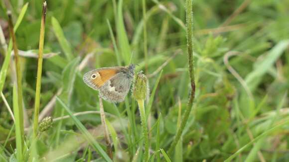 Image of small heath