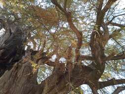 Image of Mexican Cypress