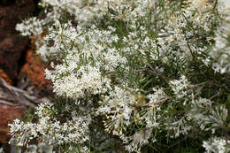 Imagem de Grevillea biternata Meissn.