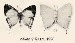 Image of Iolaus bakeri (Riley 1928)