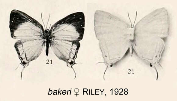 Image de Iolaus bakeri (Riley 1928)