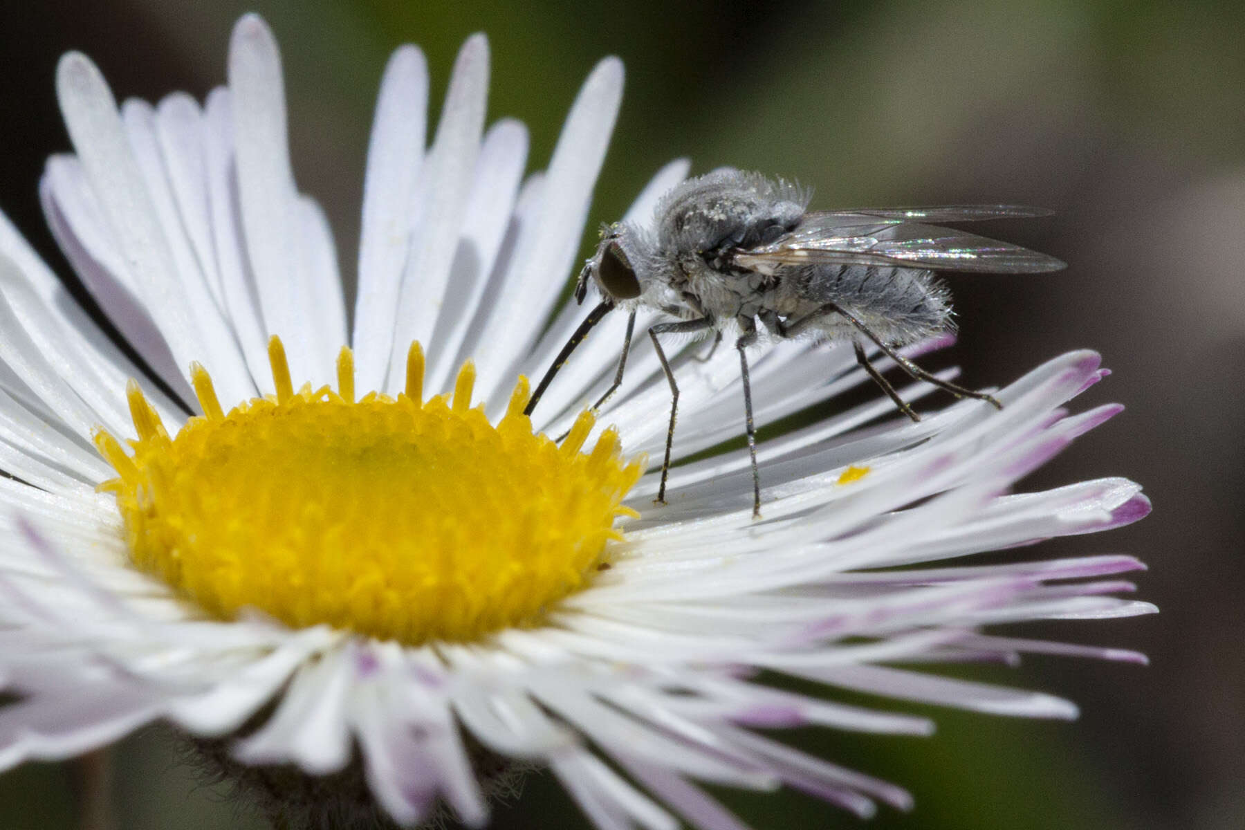 Image de Bombyliidae