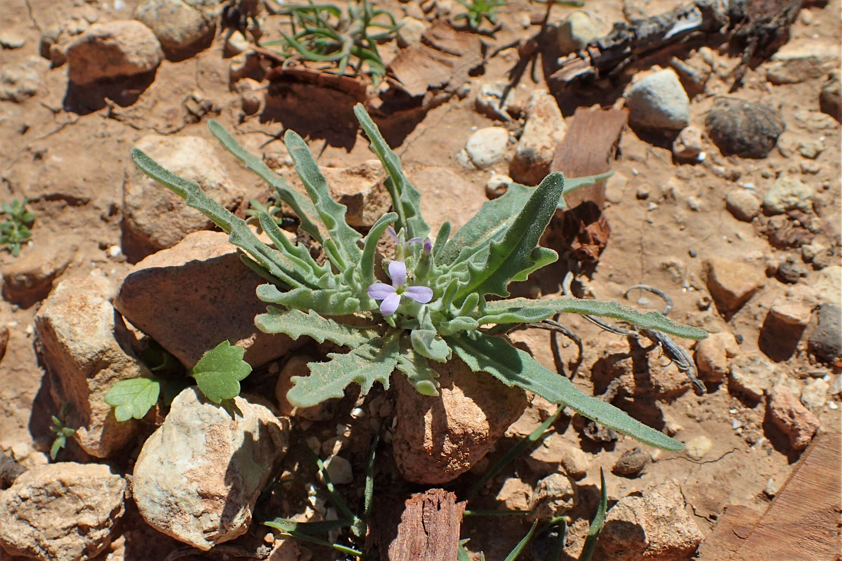 Plancia ëd Matthiola parviflora (Schousb.) W. T. Aiton