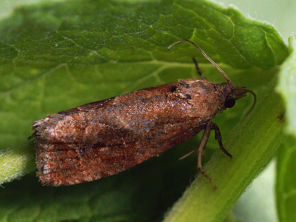 Image of Endothenia ericetana Westwood