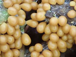 Image of Egg-shell Slime Mould