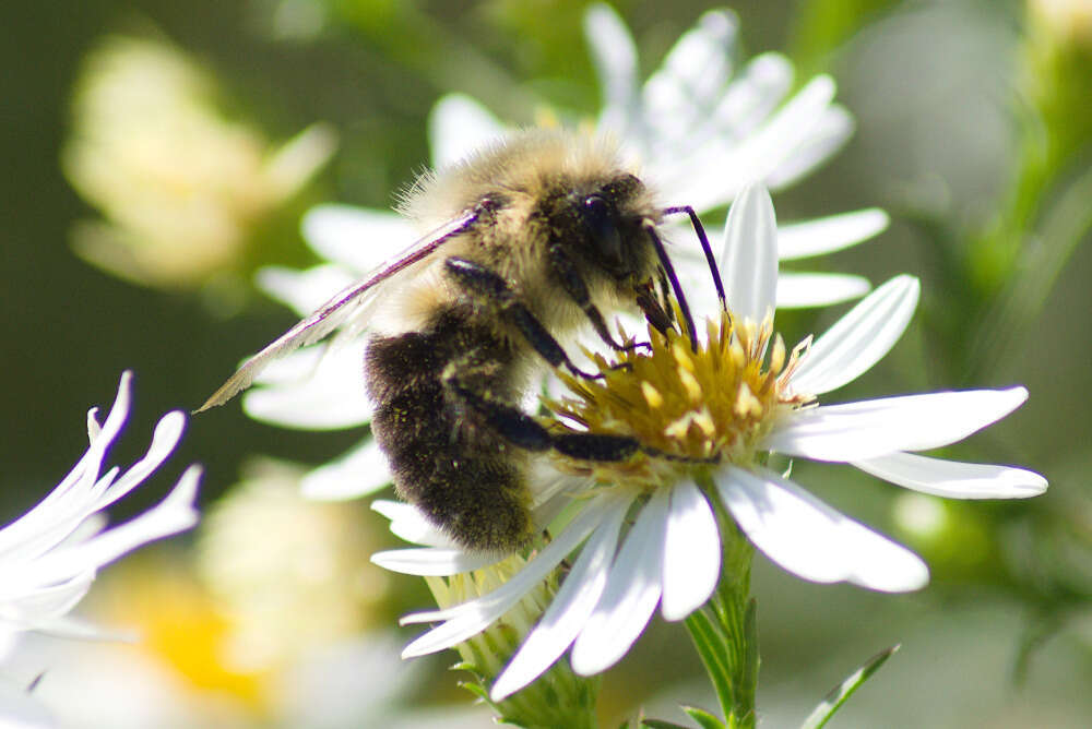 Image of Common Eastern Bumblebee