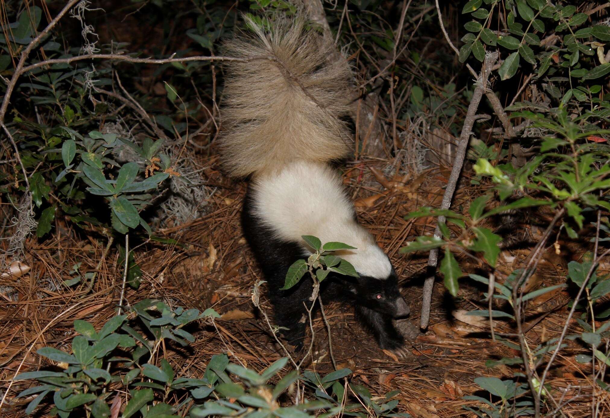 Image of American Hog-nosed Skunk