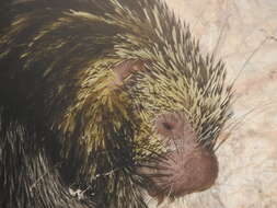 Image of Hairy Dwarf Porcupines