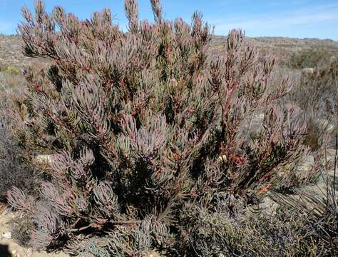 Image of Protea canaliculata Andr.