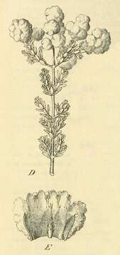 Image of Dicrastylis corymbosa (Endl.) Munir