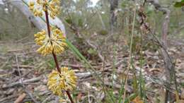 Image of Many flowered mat-rush