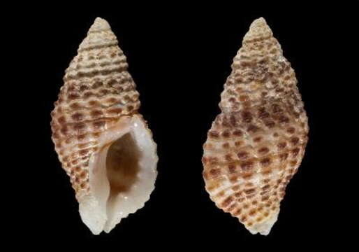 صورة Muricopsis fusiformis (Gmelin 1791)